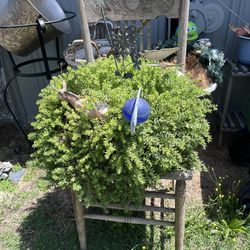 Succulent With Vintage Chair