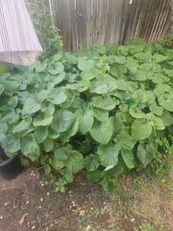 Ojas  Y  Matas De Yerba  Santa 