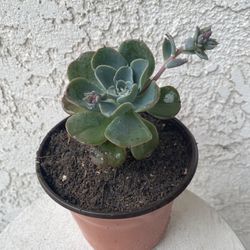 6 Inch Pot - Succulent Plant - Hidden Queen -  Echeveria Australis Rose - Rooted & Stablished - Drought Resistant - 🪴 