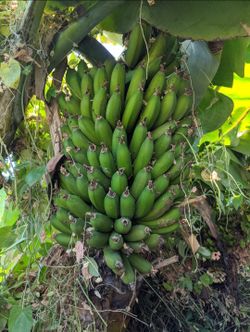 Dwarf Ice Cream Banana Tree $20 to $60