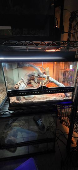 Exo Terra Bio Active Bearded Dragon Reptile Tank
