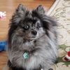 Darcy