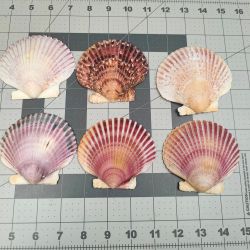 Scallop Shell Set of Six 4-5 inches