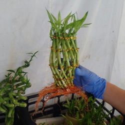 Pineapple Lucky Bamboo Stalk w/FREE PLANT FOOD & BAMBOO WATER BEADS!!!