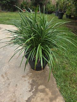 Liriope Plant