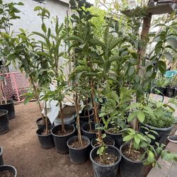 Pink Guava Trees 4F The Tall $40 Each Price Firm 