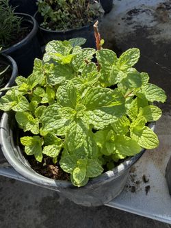 Mint Plants For Sale