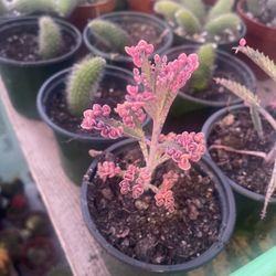 Pink Kalanchoe Plants 🪴 