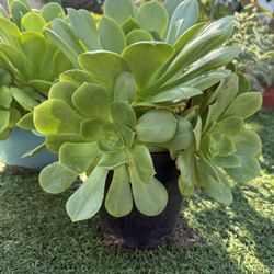 Aeonium canariense Succulent Plant In 2 Gallon Pot 
