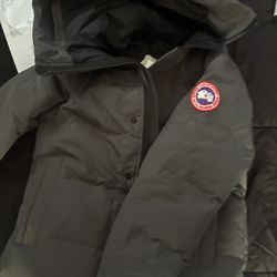 Gray Canada Goose