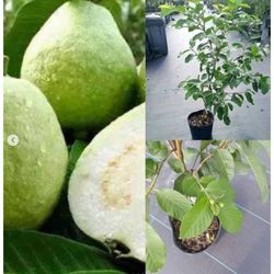 Thai Guava Grafted Trees 3gal 
