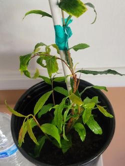ORGANIC POMEGRANATE (GRANADO)TREE.