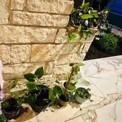 Gorgeous Plant Set for Sale - 7 Healthy Plants w/ Unique Planters