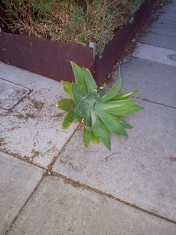 Free plant