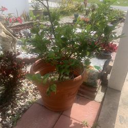 Lemon Tree In Huge Pot