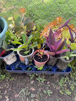 Succulent plants