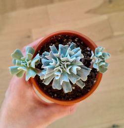 Echeveria runyonii 'Topsy Turvy' succulents