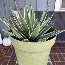 Agave Plant