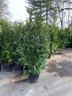 Skip Laurel Bush 6 Feet Tall