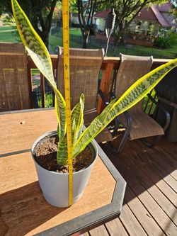 SNAKE PLANT