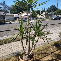 Yucca Plant In Clay Pot