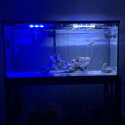 55 Gallon Fish Tank 