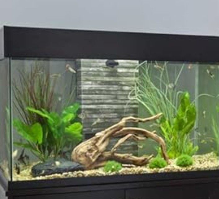 No Cleaning Fish Tank