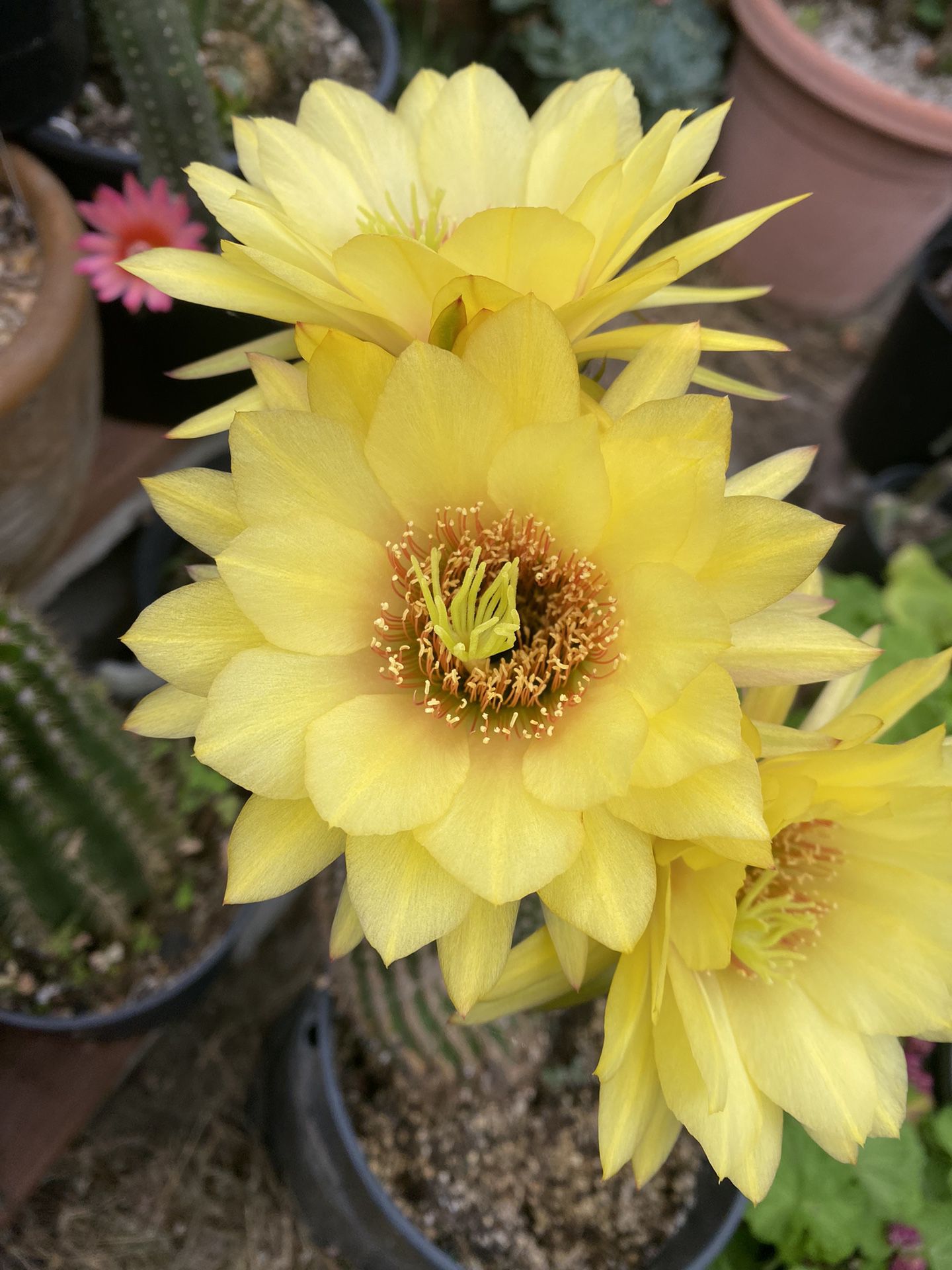 Blooming Big Flowers Cactus Plant, In 2 Gallons pot Pick Up only 