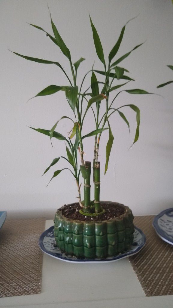 Small Bamboo Plant