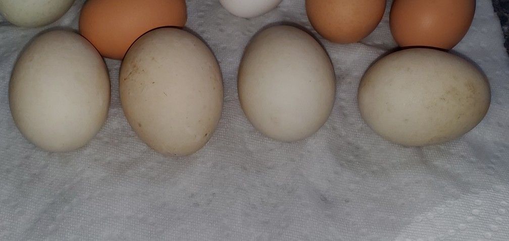 DUCK & CHICKEN CAGE FREE, FARM FRESH EGGS FOR SALE IN MARENGO