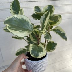 Variegated Pepperomia Plant With Pot