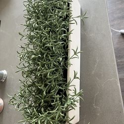 Fake Rosemary Planter