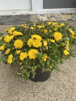 Yellow mum flower
