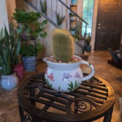Cute cactus in ceramic pot  With Stones 
