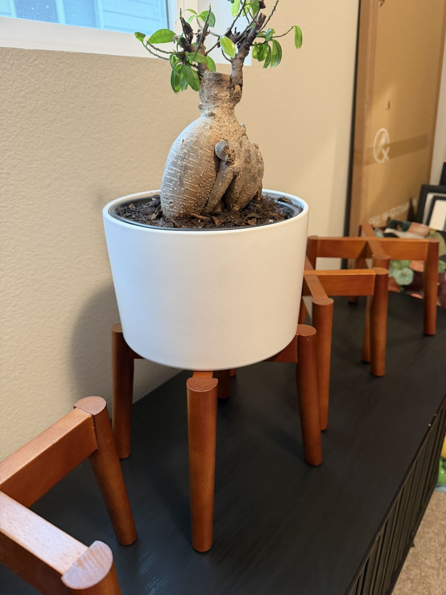 Set Of 4 Wood Plant Stands