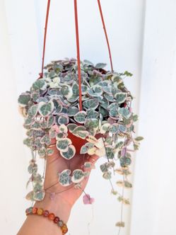Ceropegia Woodii Strings of Hearts Variegated Plant 6" Pot - Indoor House Plants