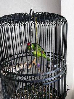Black cage