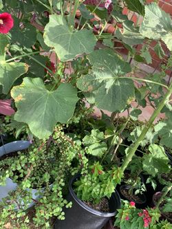 A lot of great plants available for sale