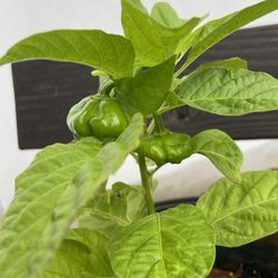 PLANTAS DE AJI CACHUCHA. 