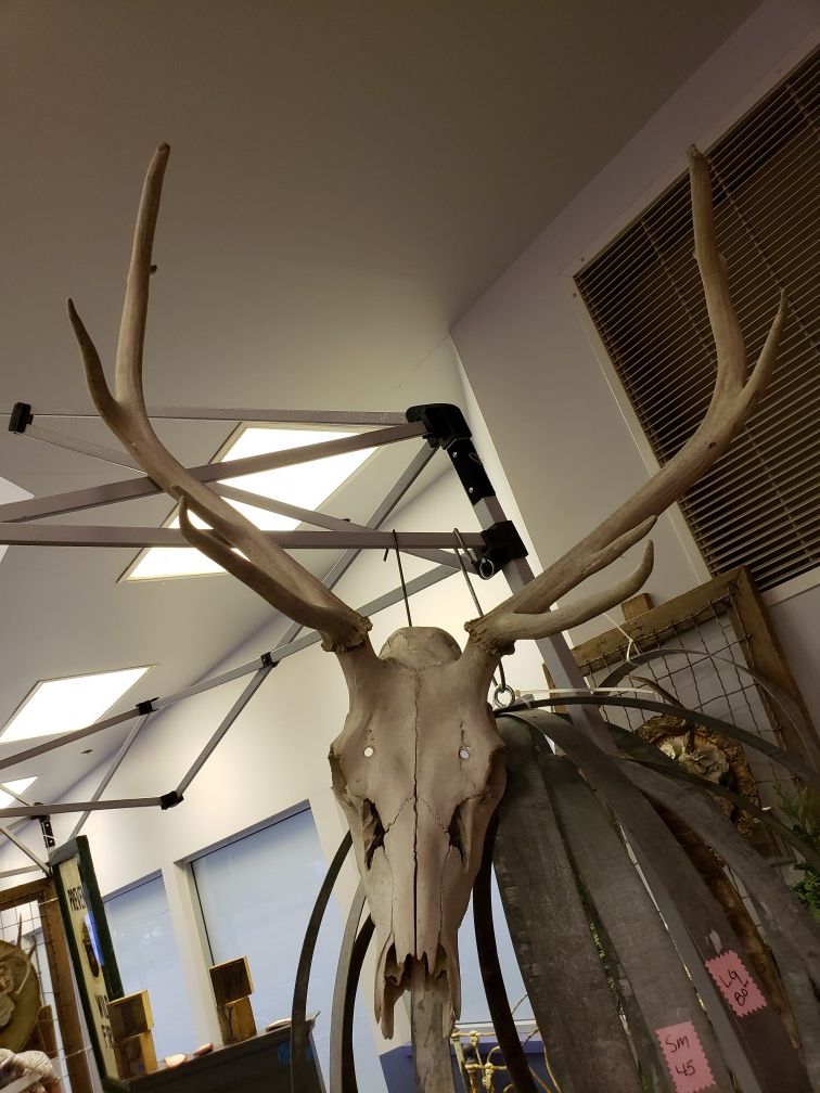Elk rack for Sale in Ravensdale, WA OfferUp