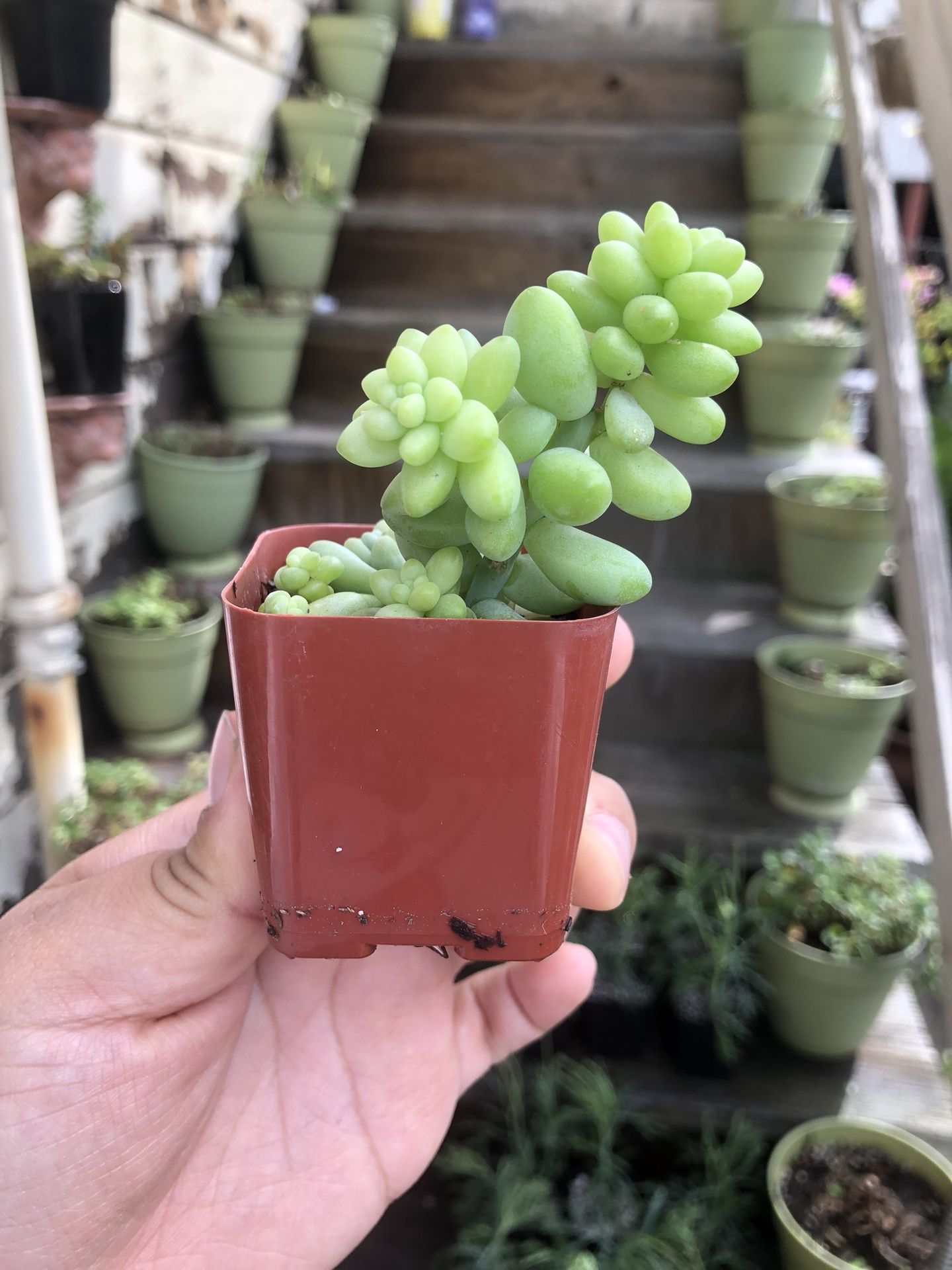 Donkey Tail Succulents