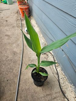 Canna Lilys 2ft Tall