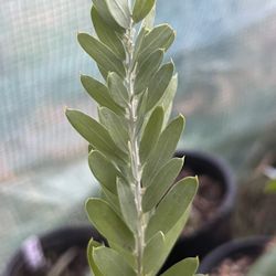 LIVE Acacia covenyi Plant In 1 Gallon Pot
