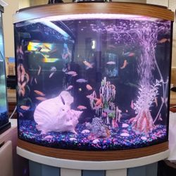 Fish Tank 40 Gallon Bow Front  Complete Set Up