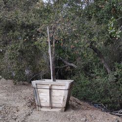 Oak & Palm Trees & Fire Wood Oak 