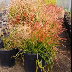 Pencil Cactus Fire Stick Succulents