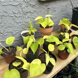 Neon Pothos Live Plants Home Decor Houseplants Small Pot - 5 each (Phoenix)