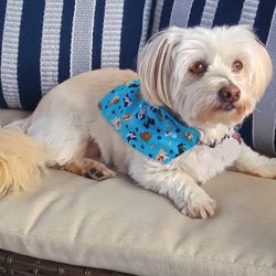 Dog Bandanas 