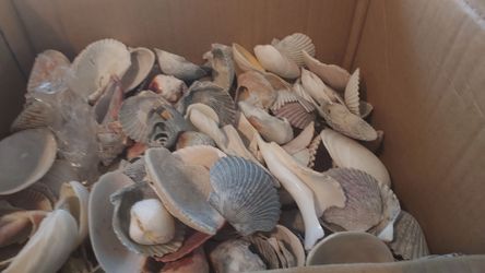 Sea shells