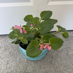 Begonia is a plant  blooms